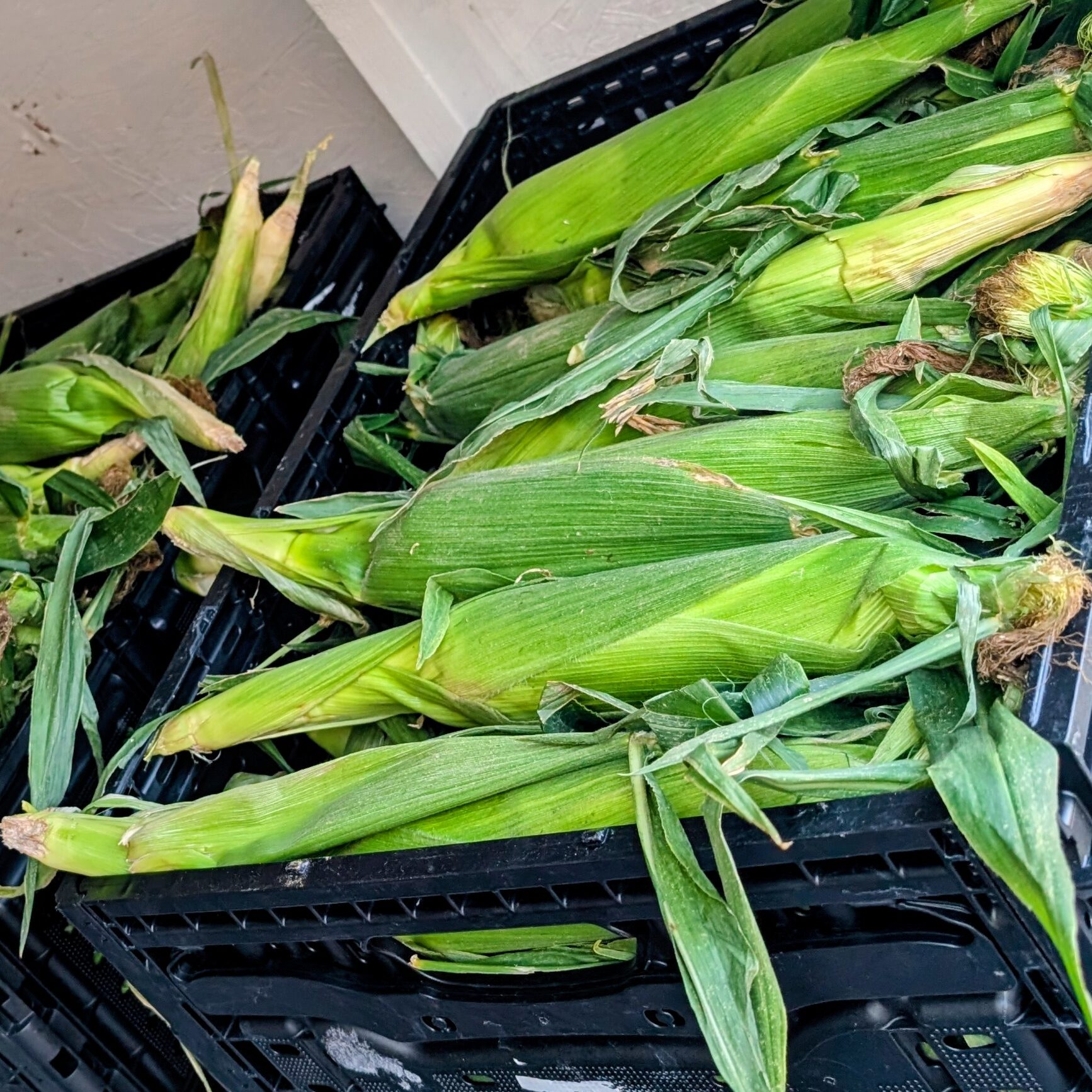 Southern Ohio Sweet Corn