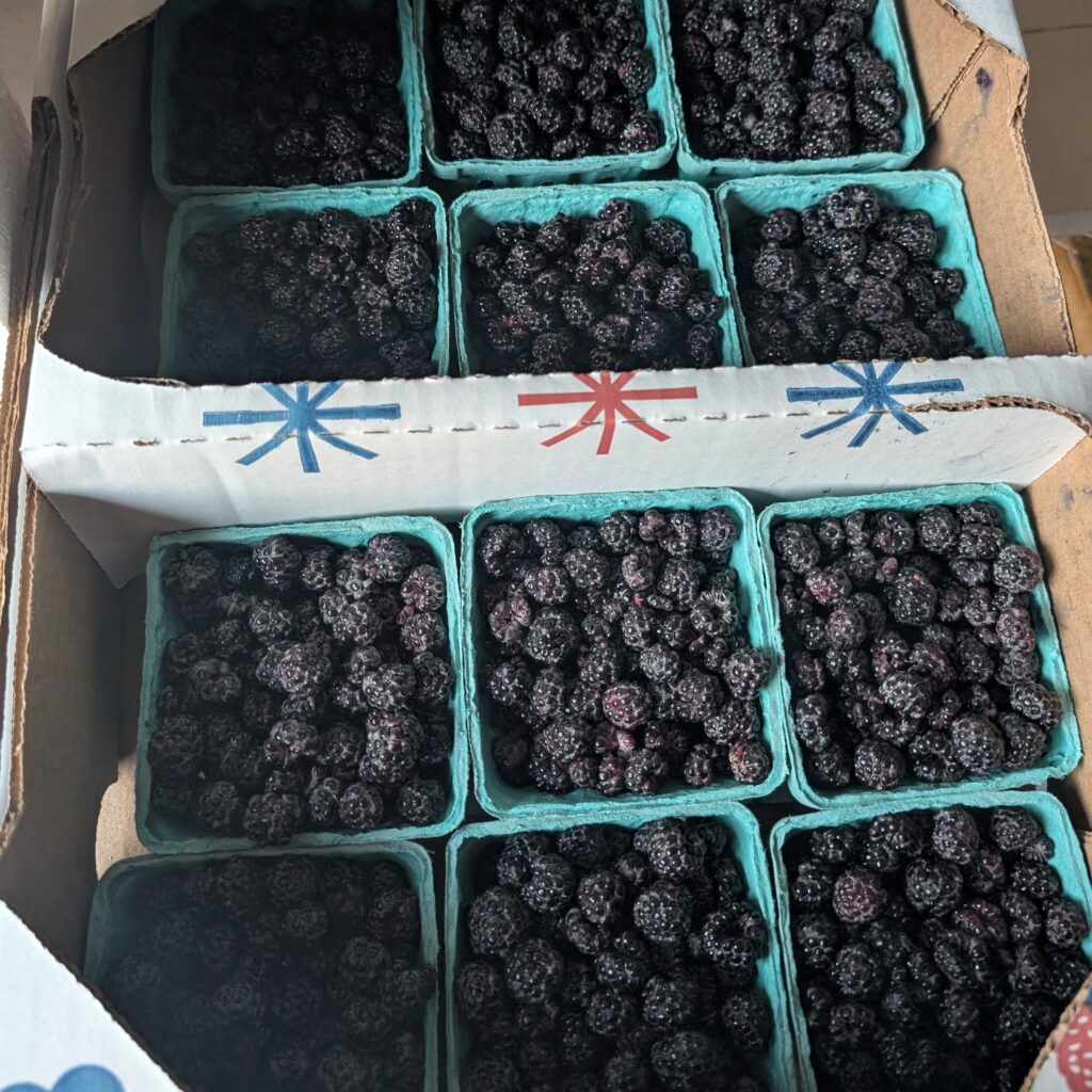 Blackberries
