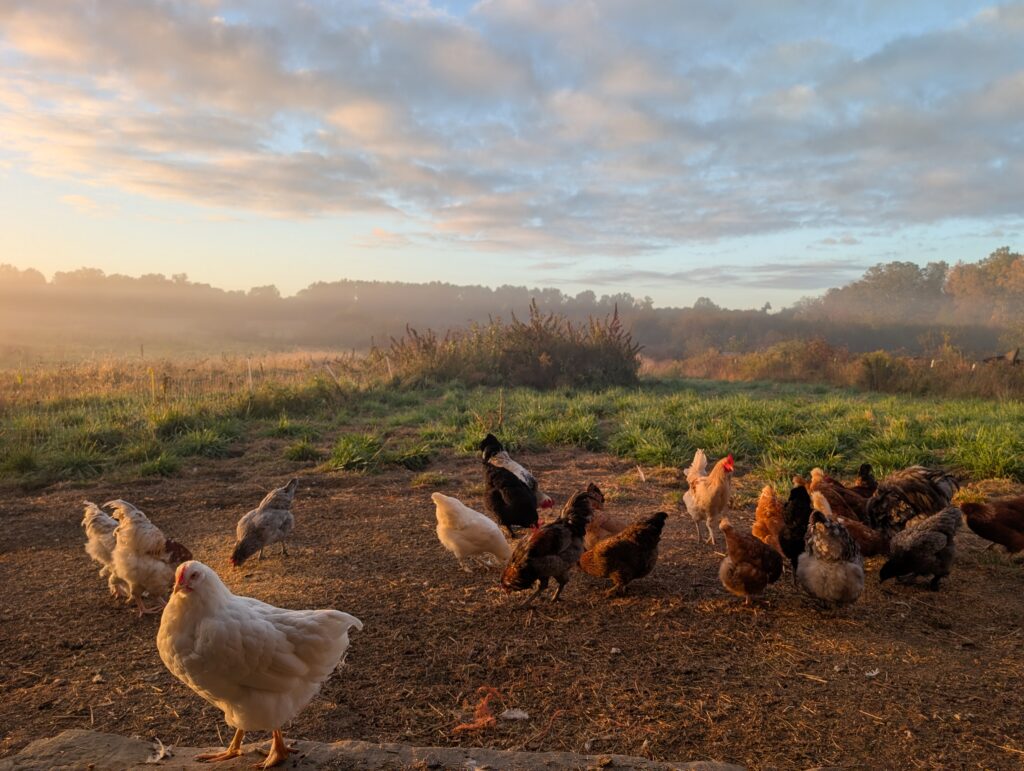 Morning at Fansler Pride Farm