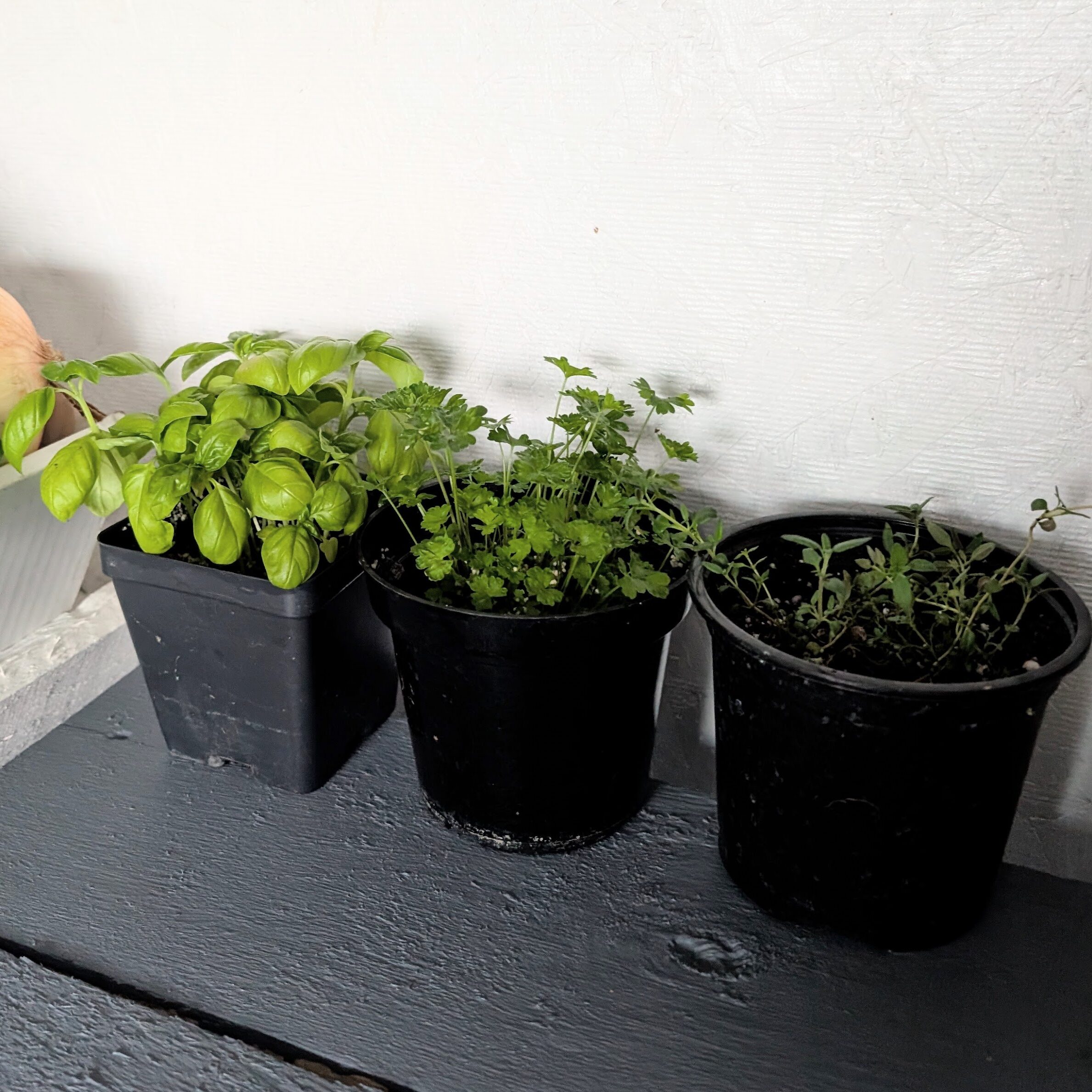 Basil, Thyme, Parsley Herbs